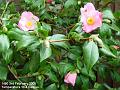 2005-0203camelia